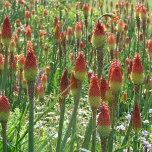 Kniphofia Flamenco, Poker Plant 'Flamenco', Red Hot Poker 'Flamenco', Torch Lily 'Flamenco', Tritoma 'Flamenco'