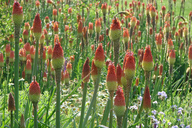 Kniphofia Flamenco, Poker Plant 'Flamenco', Red Hot Poker 'Flamenco', Torch Lily 'Flamenco', Tritoma 'Flamenco'