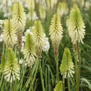 Kniphofia 'Flashpoint',Red Hot Poker 'Flashpoint', Poker Plant 'Flashpoint', Torch Lily 'Flashpoint', Tritoma 'Flashpoint', White flowers, White Kniphofia, White Red Hot Poker, White Poker Plant, White Torch Lily