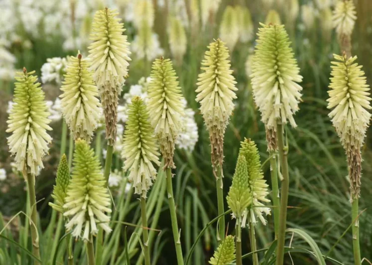 Kniphofia 'Flashpoint',Red Hot Poker 'Flashpoint', Poker Plant 'Flashpoint', Torch Lily 'Flashpoint', Tritoma 'Flashpoint', White flowers, White Kniphofia, White Red Hot Poker, White Poker Plant, White Torch Lily