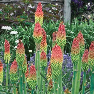 Kniphofia hirsuta 'Fire Dance', Red Hot Poker 'Fire Dance', Poker Plant 'Fire Dance', Torch Lily 'Fire Dance', Tritoma 'Fire Dance', Orange flowers, Orange Kniphofia, Orange Red Hot Poker, Orange Poker Plant, Orange Torch Lily