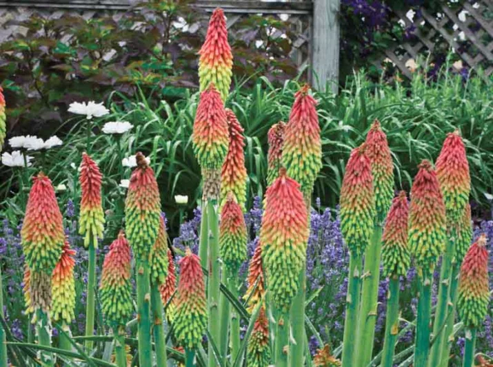 Kniphofia hirsuta 'Fire Dance', Red Hot Poker 'Fire Dance', Poker Plant 'Fire Dance', Torch Lily 'Fire Dance', Tritoma 'Fire Dance', Orange flowers, Orange Kniphofia, Orange Red Hot Poker, Orange Poker Plant, Orange Torch Lily