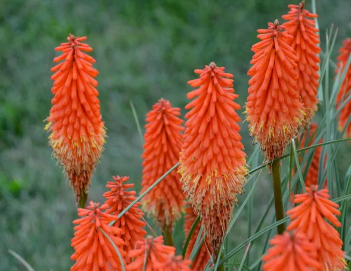 Kniphofia 'Joker's Wild', Red Hot Poker 'Joker's Wild', Poker Plant 'Joker's Wild', Torch Lily 'Joker's Wild', Tritoma 'Joker's Wild', Orange flowers, Orange Kniphofia, Orange Red Hot Poker, Orange Poker Plant, Orange Torch Lily