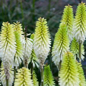 Kniphofia 'Lady Luck',Red Hot Poker 'Lady Luck', Poker Plant 'Lady Luck', Torch Lily 'Lady Luck', Tritoma 'Lady Luck', White flowers, White Kniphofia, White Red Hot Poker, White Poker Plant, White Torch Lily