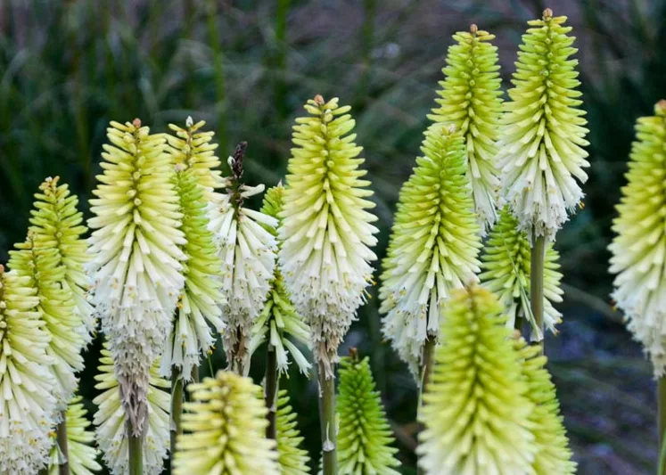 Kniphofia 'Lady Luck',Red Hot Poker 'Lady Luck', Poker Plant 'Lady Luck', Torch Lily 'Lady Luck', Tritoma 'Lady Luck', White flowers, White Kniphofia, White Red Hot Poker, White Poker Plant, White Torch Lily