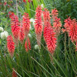 Kniphofia Nancy's Red, Red Hot Poker Nancy's Red, Poker Plant Nancy's Red, Torch Lily Nancy's Red, Tritoma Nancy's Red, Red flowers, Red Kniphofia, Red Red Hot Poker, Red Poker Plant, Red Torch Lily
