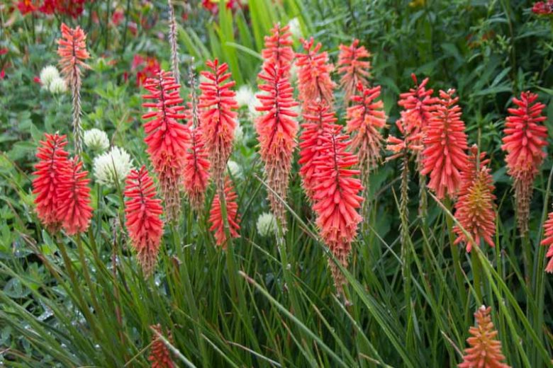 Kniphofia Nancy's Red, Red Hot Poker Nancy's Red, Poker Plant Nancy's Red, Torch Lily Nancy's Red, Tritoma Nancy's Red, Red flowers, Red Kniphofia, Red Red Hot Poker, Red Poker Plant, Red Torch Lily