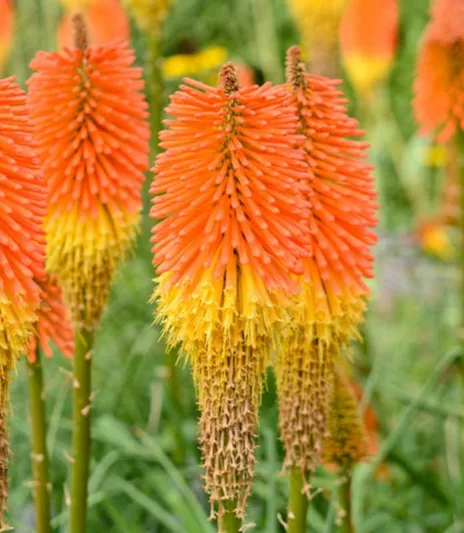 Kniphofia 'Nobilis', Red Hot Poker 'Nobilis', Poker Plant 'Nobilis', Torch Lily 'Nobilis', Tritoma 'Nobilis', Kniphofia Uvaria 'Nobilis' Kniphofia Uvaria var. Nobilis, kniphofias, yellow flowers, red flowers, orange flowers