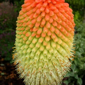 Kniphofia northiae, Tritoma Rooperi, Red Hot Poker, Poker Plant, Torch Lily, Orange Flowers, Orange Kniphofia, Orange Red Poker, Orange Tritoma