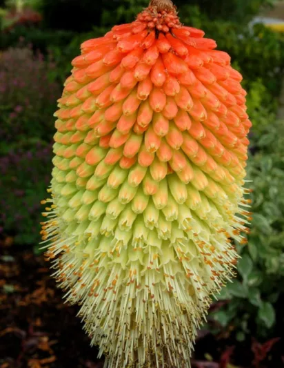 Kniphofia northiae, Tritoma Rooperi, Red Hot Poker, Poker Plant, Torch Lily, Orange Flowers, Orange Kniphofia, Orange Red Poker, Orange Tritoma