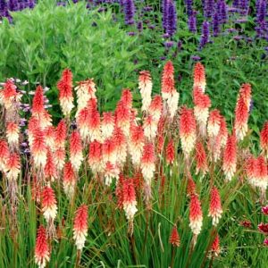 Kniphofia Orange Vanilla Popsicle, Red Hot Poker Orange Vanilla Popsicle, Poker Plant Orange Vanilla Popsicle, Torch Lily Orange Vanilla Popsicle, Tritoma Orange Vanilla Popsicle, Orange flowers, Orange Kniphofia, Orange Red Hot Poker, Orange Poker Plant,Orange Torch Lily