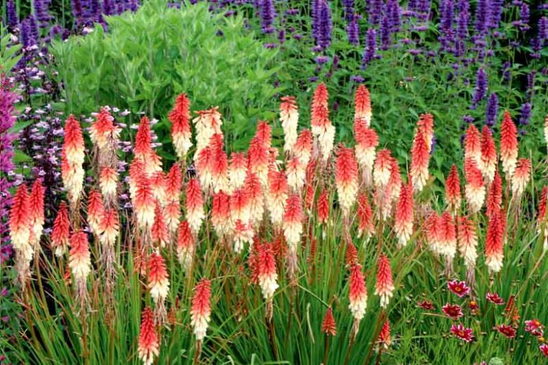 Kniphofia Orange Vanilla Popsicle, Red Hot Poker Orange Vanilla Popsicle, Poker Plant Orange Vanilla Popsicle, Torch Lily Orange Vanilla Popsicle, Tritoma Orange Vanilla Popsicle, Orange flowers, Orange Kniphofia, Orange Red Hot Poker, Orange Poker Plant,Orange Torch Lily