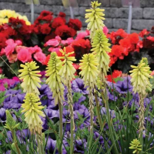 Kniphofia Poco Citron, Red Hot Poker Poco Citron, Poker Plant Poco Citron, Torch Lily Poco Citron, Tritoma Poco Citron, Kniphofia 'Tnknipo', Poco Series, Yellow flowers, Yellow Kniphofia, Yellow Red Hot Poker, Yellow Poker Plant, Yellow Torch Lily