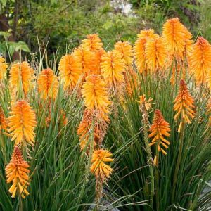Kniphofia Poco Orange, Red Hot Poker Poco Orange, Poker Plant Poco Orange, Torch Lily Poco Orange, Tritoma Poco Orange, Kniphofia 'Tnknipo', Poco Series, Orange flowers, Orange Kniphofia, Orange Red Hot Poker, Orange Poker Plant, Orange Torch Lily