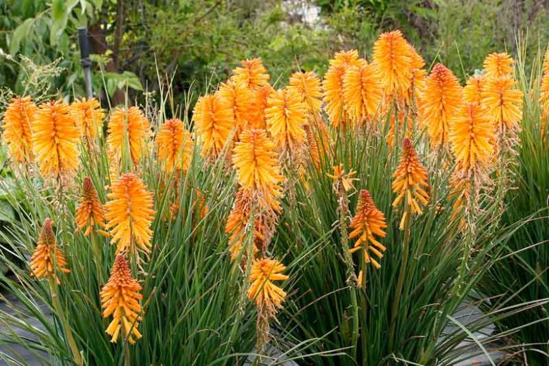 Kniphofia Poco Orange, Red Hot Poker Poco Orange, Poker Plant Poco Orange, Torch Lily Poco Orange, Tritoma Poco Orange, Kniphofia 'Tnknipo', Poco Series, Orange flowers, Orange Kniphofia, Orange Red Hot Poker, Orange Poker Plant, Orange Torch Lily