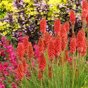Kniphofia Redhot Popsicle, Red Hot Poker Redhot Popsicle, Poker Plant Redhot Popsicle, Torch Lily Redhot Popsicle, Tritoma Redhot Popsicle, Red flowers, Red Kniphofia, Red Red Hot Poker, Red Poker Plant, Red Torch Lily