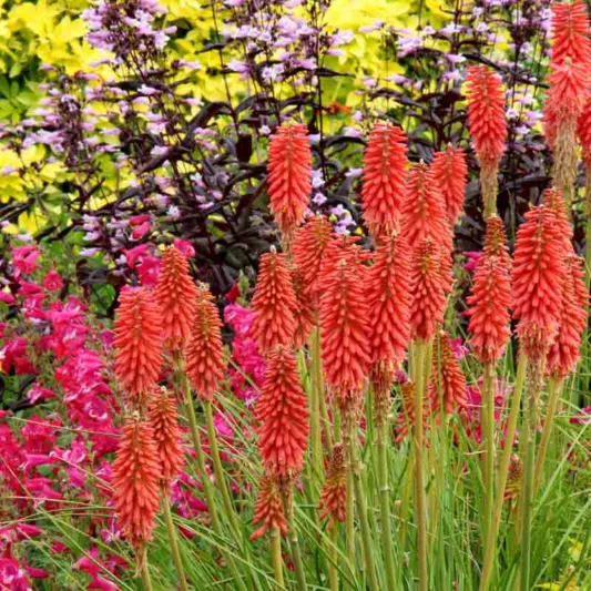 Kniphofia Redhot Popsicle, Red Hot Poker Redhot Popsicle, Poker Plant Redhot Popsicle, Torch Lily Redhot Popsicle, Tritoma Redhot Popsicle, Red flowers, Red Kniphofia, Red Red Hot Poker, Red Poker Plant, Red Torch Lily