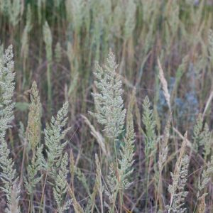 Koeleria macrantha, Prairie Junegrass, Junegrass, Prairie Koeler's Grass, Koeleria albescens, Koeleria cristata, Ornamental Grass, Perennial grass, Drought tolerant grass