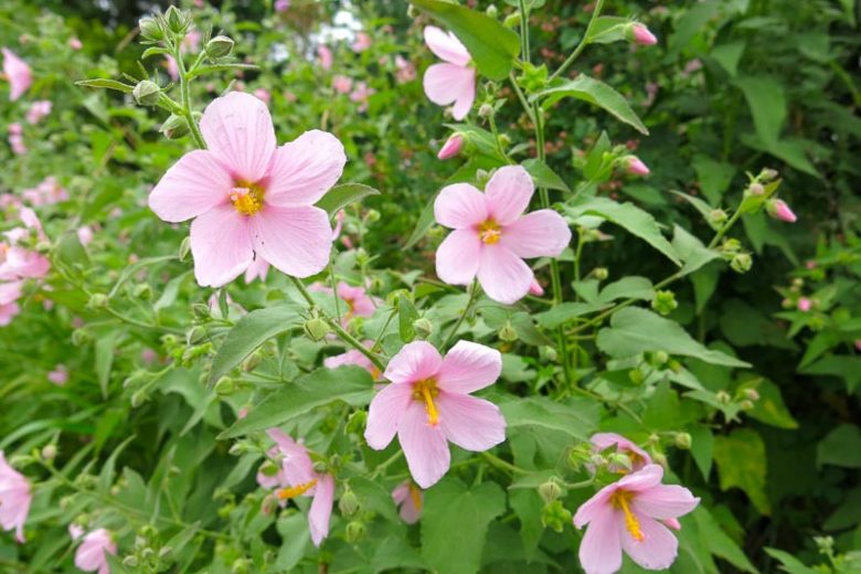 Kosteletzkya virginica, Virginia Saltmarsh Mallow, Virginia Fen-rose, Saltmarsh Mallow, Seashore Mallow, Pink flowers