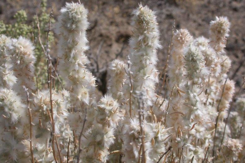 Krascheninnikovia lanata,  Winterfat, White Sage, Winter Sage, Lamb's Tail, Ceratoides lanata, Eurotia lanata, White Flowers, Drought tolerant Shrubs