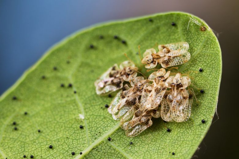 Lace bugs,  Identify Lace bugs, Prevent Lace bugs, Treat Lace bugs