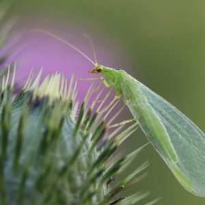 Lacewing, Family Chrysopidae, Aphid Predators