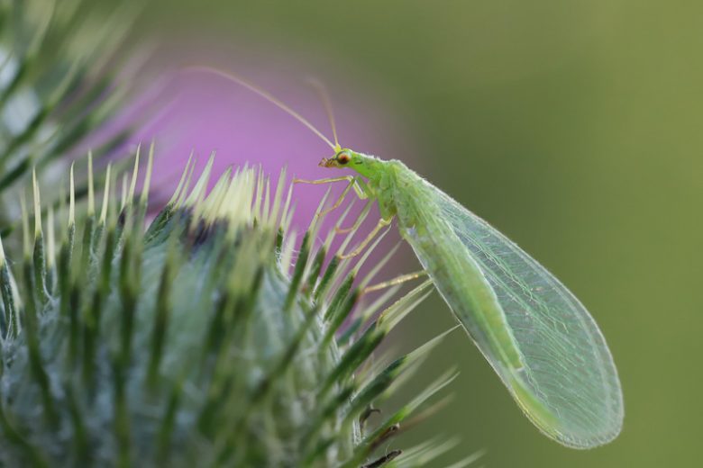Lacewing, Family Chrysopidae, Aphid Predators