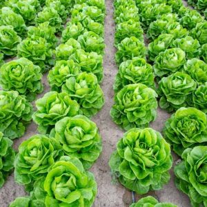 Lactuca sativa, Lettuce, Looseleaf Lettuce, Cutting Lettuce, Bunching lettuce, Romaine Lettuce, Iceberg Lettuce, Crisphead Lettuce, Butterhead Lettuce, Boston Lettuce, Summercrisp Lettuce, Batavian Lettuce, Celtuce Lettuce, Stem Lettuce, Oilseed Lettuce, Red Leaf Lettuce