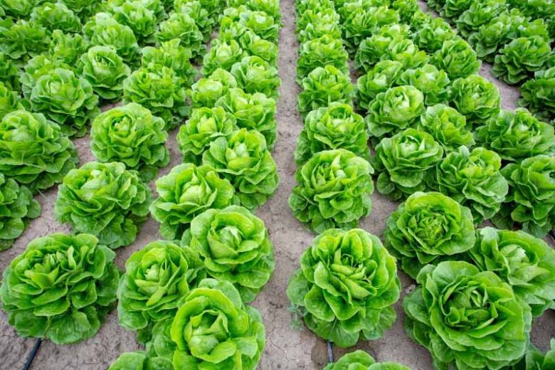Lactuca sativa, Lettuce, Looseleaf Lettuce, Cutting Lettuce, Bunching lettuce, Romaine Lettuce, Iceberg Lettuce, Crisphead Lettuce, Butterhead Lettuce, Boston Lettuce, Summercrisp Lettuce, Batavian Lettuce, Celtuce Lettuce, Stem Lettuce, Oilseed Lettuce, Red Leaf Lettuce