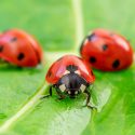Ladybugs, Ladybirds, Lady Beetles, Coccinellidae
