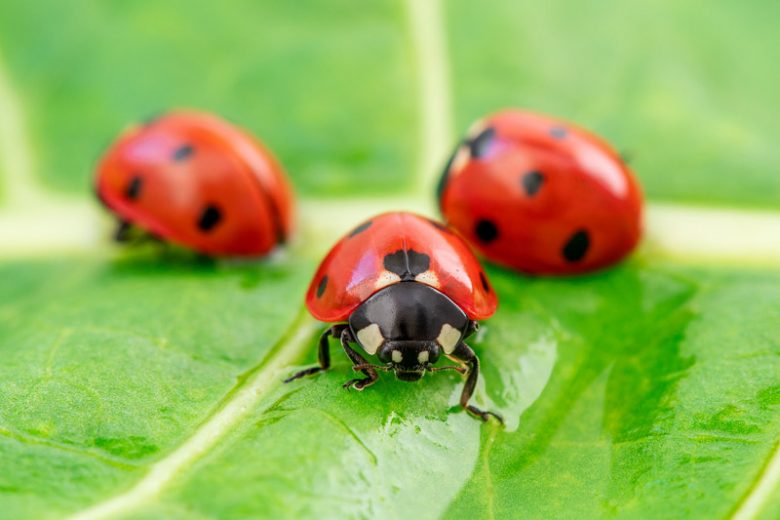 Ladybugs, Ladybirds, Lady Beetles, Coccinellidae