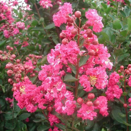 Lagerstroemia Double Feature®, Crape Myrtle 'Double Feature®, Crapemyrtle 'Double Feature®', Shrub, Red Flowers, Red Crape Myrtle, Red Flowers, Red Crape Myrtle