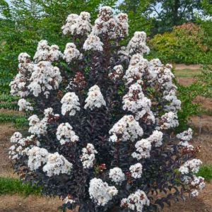 Lagerstroemia Moonlight Magic™, Crape Myrtle Moonlight Magic™, Crapemyrtle Moonlight Magic™, Shrub, White Flowers, White Crape Myrtle, Dark Leaves, Dark Crape Myrtle