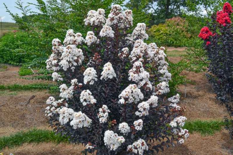 Lagerstroemia Moonlight Magic™, Crape Myrtle Moonlight Magic™, Crapemyrtle Moonlight Magic™, Shrub, White Flowers, White Crape Myrtle, Dark Leaves, Dark Crape Myrtle