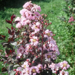 Lagerstroemia Double Feature®, Crape Myrtle 'Double Feature®, Crapemyrtle 'Double Feature®', Shrub, Red Flowers, Red Crape Myrtle, Red Flowers, Red Crape Myrtle