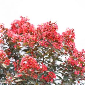 Lagerstroemia Rikki Tikki® Rouge, Crape Myrtle Rikki Tikki® Rouge, Crapemyrtle Rikki Tikki® Rouge, Shrub, Red Flowers, Red Crape Myrtle, Dark Leaves, Dark Crape Myrtle