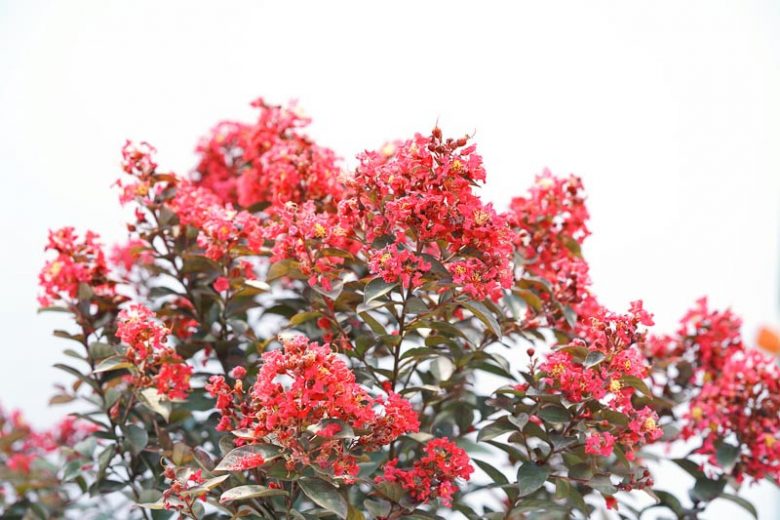 Lagerstroemia Rikki Tikki® Rouge, Crape Myrtle Rikki Tikki® Rouge, Crapemyrtle Rikki Tikki® Rouge, Shrub, Red Flowers, Red Crape Myrtle, Dark Leaves, Dark Crape Myrtle