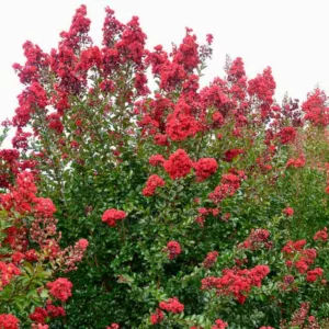 Lagerstroemia Ruffled Red Magic™, Crape Myrtle Ruffled Red Magic™, Crapemyrtle Ruffled Red Magic™, Shrub, Red Flowers, Red Crape Myrtle, Dark Leaves, Dark Crape Myrtle