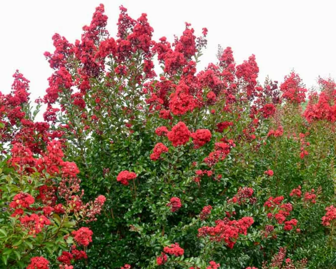 Lagerstroemia Ruffled Red Magic™, Crape Myrtle Ruffled Red Magic™, Crapemyrtle Ruffled Red Magic™, Shrub, Red Flowers, Red Crape Myrtle, Dark Leaves, Dark Crape Myrtle