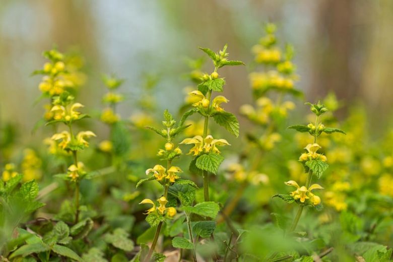Lamium galeobdolon, Yellow Archangel, Weasel's Snout, Yellow Deadnettle, Perennial for shade, Groundcovers