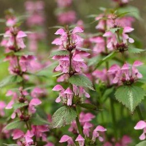 Lamium Maculatum Elisabeth de Haas, Spotted Dead Nettle Elisabeth de Haas, Spotted Deadnettle Elisabeth de Haas, Shade Perennial, Groundcover