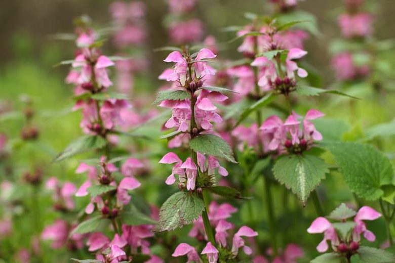 Lamium Maculatum Elisabeth de Haas, Spotted Dead Nettle Elisabeth de Haas, Spotted Deadnettle Elisabeth de Haas, Shade Perennial, Groundcover