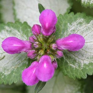 Lamium Maculatum Purple Dragon, Spotted Dead Nettle Purple Dragon, Spotted Deadnettle Purple Dragon, Shade Perennial, Groundcover