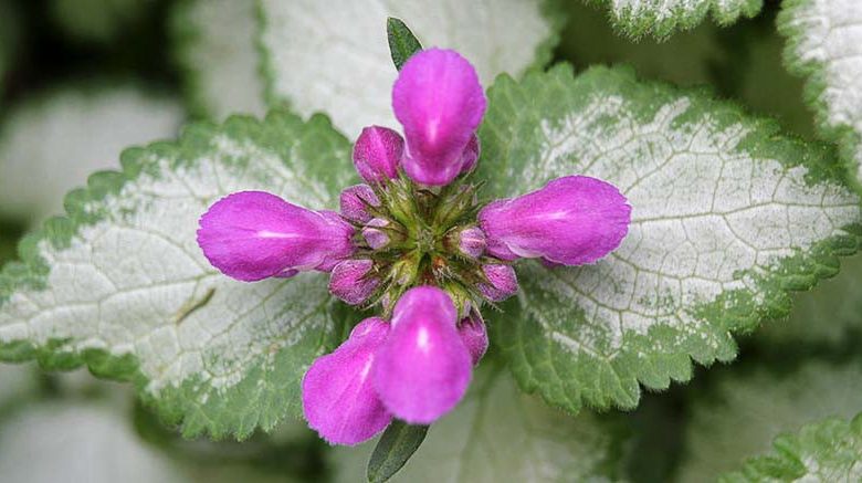 Lamium Maculatum Purple Dragon, Spotted Dead Nettle Purple Dragon, Spotted Deadnettle Purple Dragon, Shade Perennial, Groundcover