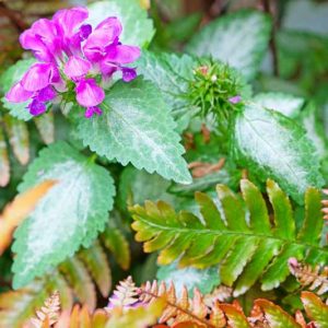 Lamium Maculatum Red Nancy, Spotted Dead Nettle Red Nancy, Spotted Deadnettle Red Nancy, Shade Perennial, Groundcover