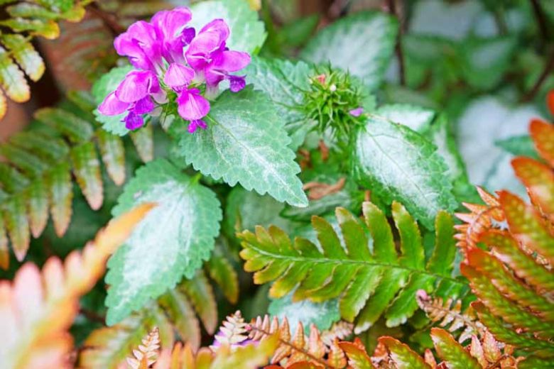 Lamium Maculatum Red Nancy, Spotted Dead Nettle Red Nancy, Spotted Deadnettle Red Nancy, Shade Perennial, Groundcover