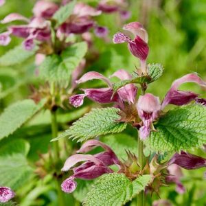 Lamium orvala, Balm-Leaved Red Deadnettle, Balm-Leaved Archangel, Balm-Leaved Deadnettle, Dragon Flower, Hungary Deadnettle, Perennial for shade, Groundcovers