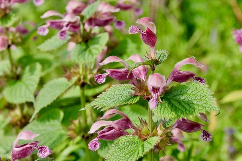 Lamium orvala, Balm-Leaved Red Deadnettle, Balm-Leaved Archangel, Balm-Leaved Deadnettle, Dragon Flower, Hungary Deadnettle, Perennial for shade, Groundcovers