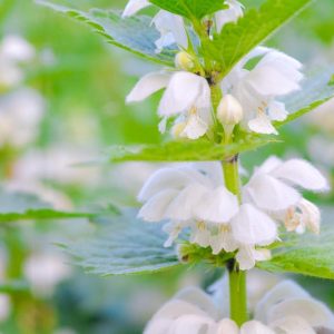 Lamium orvala 'Album', Balm-Leaved Red Deadnettle 'Album', Balm-Leaved Archangel 'Album', Balm-Leaved Deadnettle 'Album', Dragon Flower 'Album', Perennial for shade, Groundcovers
