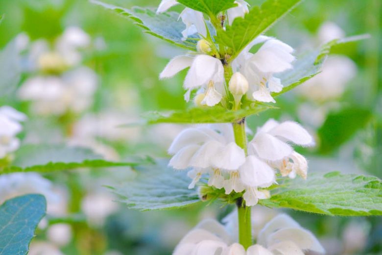 Lamium orvala 'Album', Balm-Leaved Red Deadnettle 'Album', Balm-Leaved Archangel 'Album', Balm-Leaved Deadnettle 'Album', Dragon Flower 'Album', Perennial for shade, Groundcovers